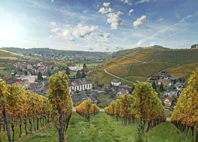 Weinberge von Durbach, Schwarzwald, im Herbst | © Gettyimages.com/rsester
