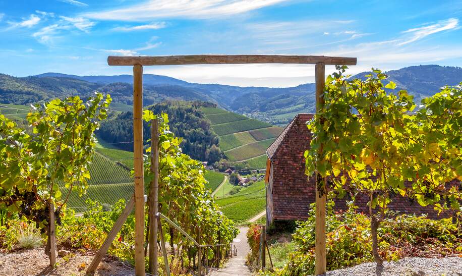 Blick vom Schloss Staufenberg in Durbach auf Weinberge | © Gettyimages.com/fotojog