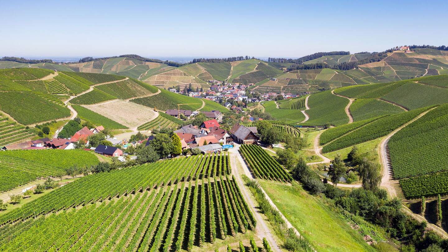 Weinberge im Schwarzwald bei Durbach | ©  Gettyimages.com/kamisoka
