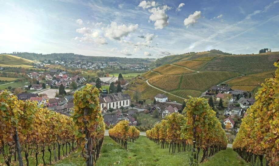 sonniger Herbsttag in den Durbacher Weinbergen im Schwarzwald | © Gettyimages.com/rsester