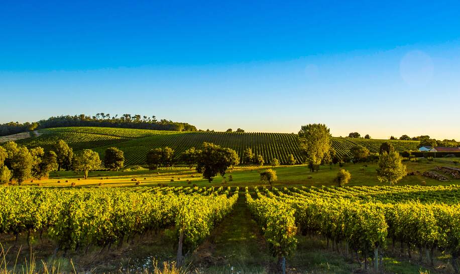 Blick auf die Landschaft mit Weinbergen in Bordeaux | © Gettyimages.com/Esperanza33
