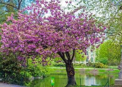 Bluehender Baum im Jardin Botanique in Bordeaux | © Gettyimages.com/Rostislavv