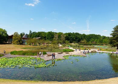 Aquagarten mit Seerosenblättern und Lotus im Parc Floral de Paris im Bois de Vincennes | © Gettyimages.com/UlyssePixel
