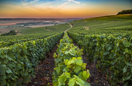 Blick auf die Weinberge in der französischen Region Champagne in der Nähe von Reims | © Gettyimages.com/Seyesphotography