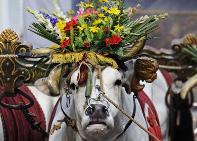 Ochse waehrend des Festes "knallender Karren" am Ostermorgen in Florenz | © crifaga / 2016 Thinkstock.