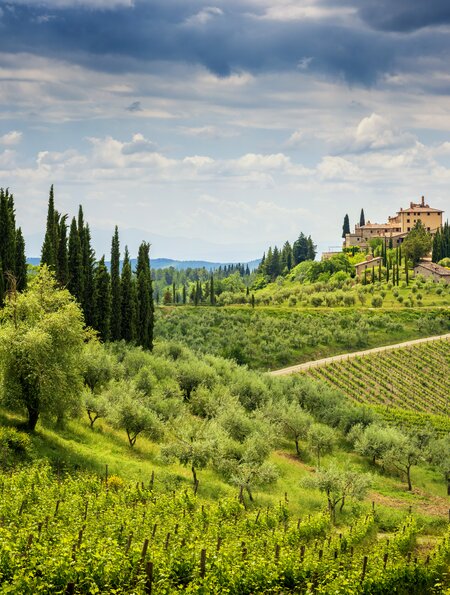 Die Chianti-Berge (auch bekannt als Chianti-Gebirge) sind eine kurze Bergkette (ca. 20 km), die sich über die Provinzen Florenz, Siena und Arezzo erstreckt und die östliche Grenze der Chianti-Region mit dem Valdarno und dem Val di Chiana markiert. Die Chianti-Huegel sind beruehmt fuer die Weinberge, in denen Sie einen Wein erhalten, der auf der ganzen Welt bekannt ist. | © Gettyimages.com/Massimo Santi