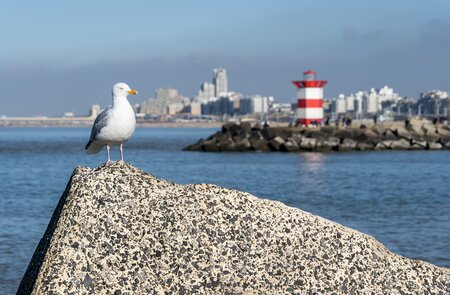 Moewe auf Betonblock mit dem Hafen von Scheveningen, Den Haag | © Gettyimages.com/Wirestock