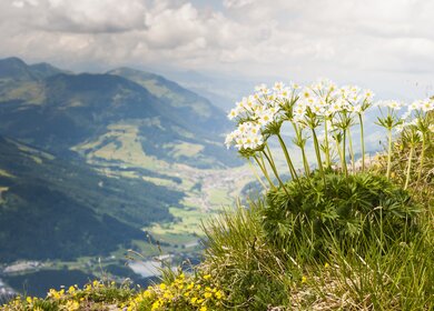 Wilde Alpenblumen auf dem Kitbuheler Horn in Kitzbühel | © GettyImages.com/asmithers