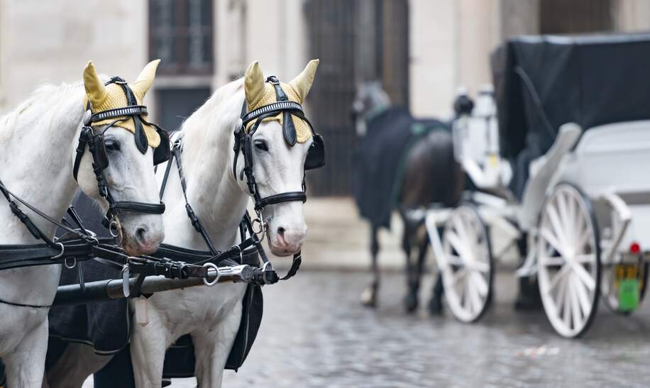 Zwei weiße Pferde und Retro-Kutsche auf dem Stephansplatz in Wien | © Gettyimages.com/kyolshin