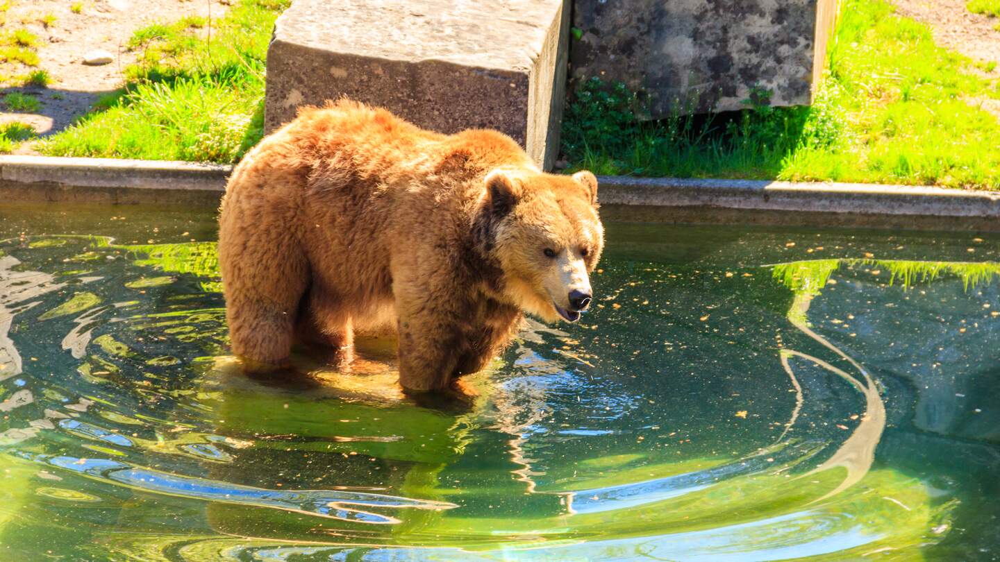 Baer im Baerengraben in Bern, Schweiz | © Gettyimages.com/OlyaSolodenko
