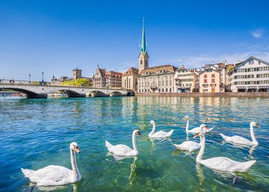 Schwaene auf der Limmat vor der Fraumuensterkirche in Zuerich | ©  Gettyimages.com/JR Photography