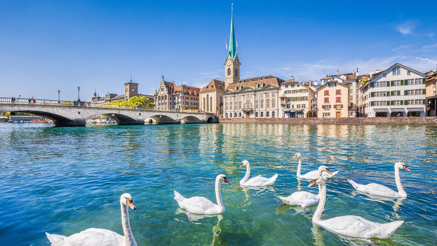 Schwaene auf der Limmat vor der Fraumuensterkirche in Zuerich | ©  Gettyimages.com/JR Photography