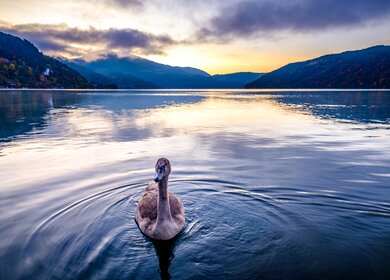 Millstaetter See in Oesterreich mit einer Gans im Vordergrund | © Gettyimages.com/foottoo