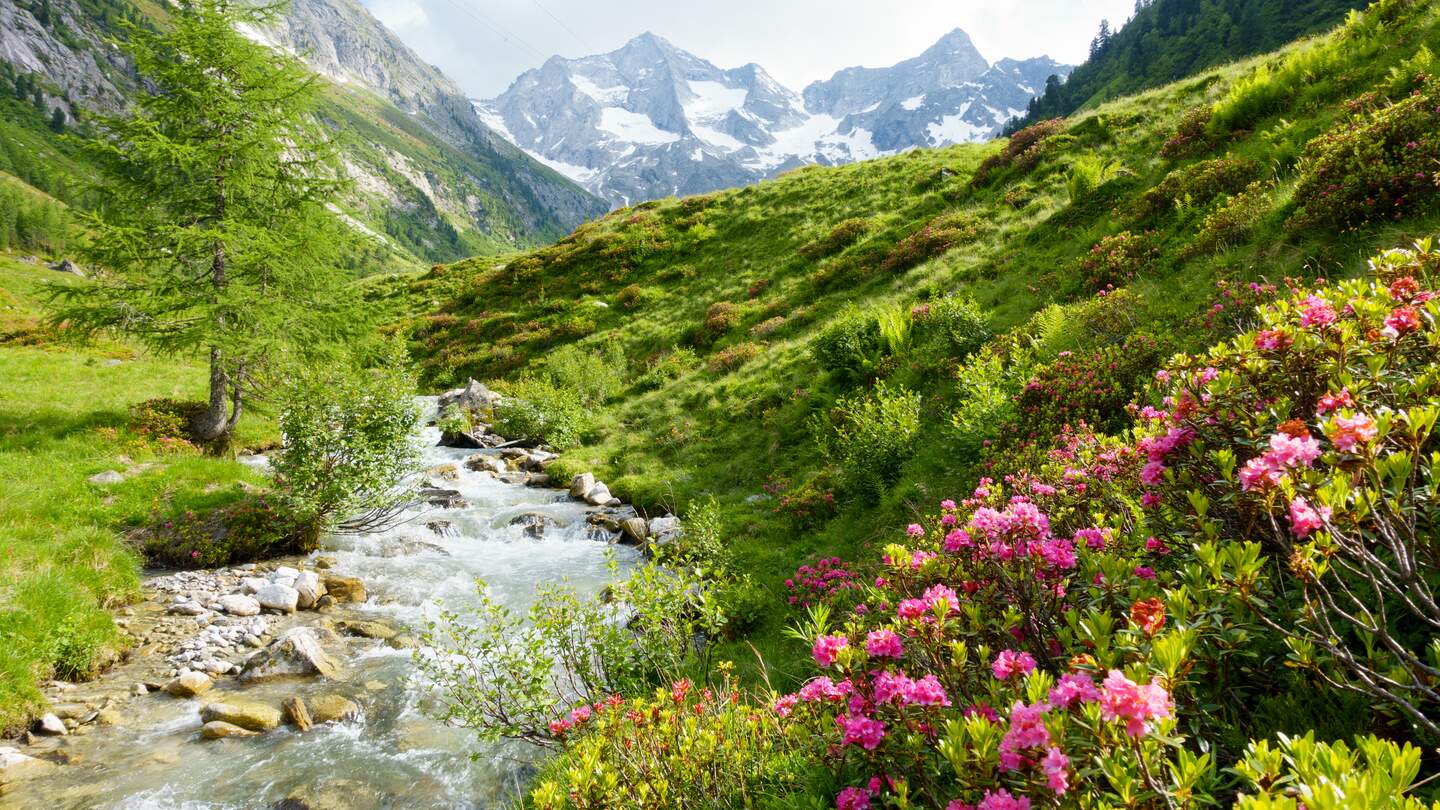 Wildbach im fruehlingshaften Hochgebirgen mit alpenrosen im vordergrund | © gettyimages.com/byPaul