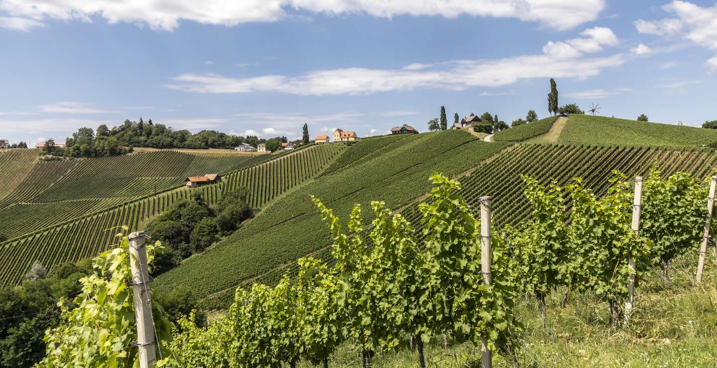 Sommer im Weinberg in der Suedsteiermark, einem alten Weinbauland in Oesterreich namens Suedsteirische Weinstrasse | © Gettyimages.com/jimmylung