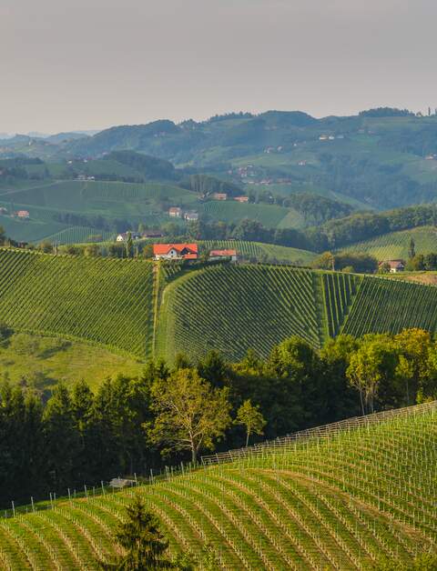 Weissweintrauben vor der Ernte, Suedsteiermark Oesterreich | © gettyimages.com/DeepGreen