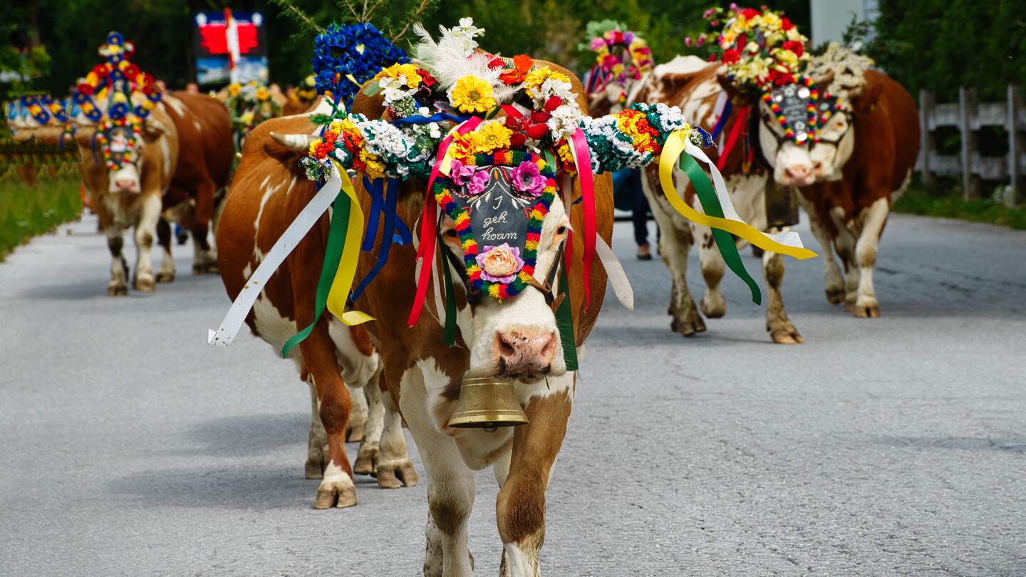 Almabtrieb in Oesterreich mit bunt geschmueckten Rindern, die Kopfschmuck und Glocken tragen | © Gettyimages.com/HPS-Digitalstudio