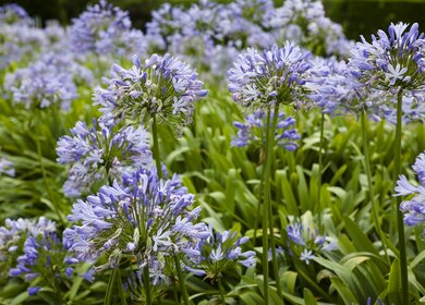 Nahaufnahme von Agapanthus in Bluete in einem Garten auf der Île-de-Bréhat, Côtes-d'Armor, Bretagne, Frankreich | © Gettyimages.com/willperret