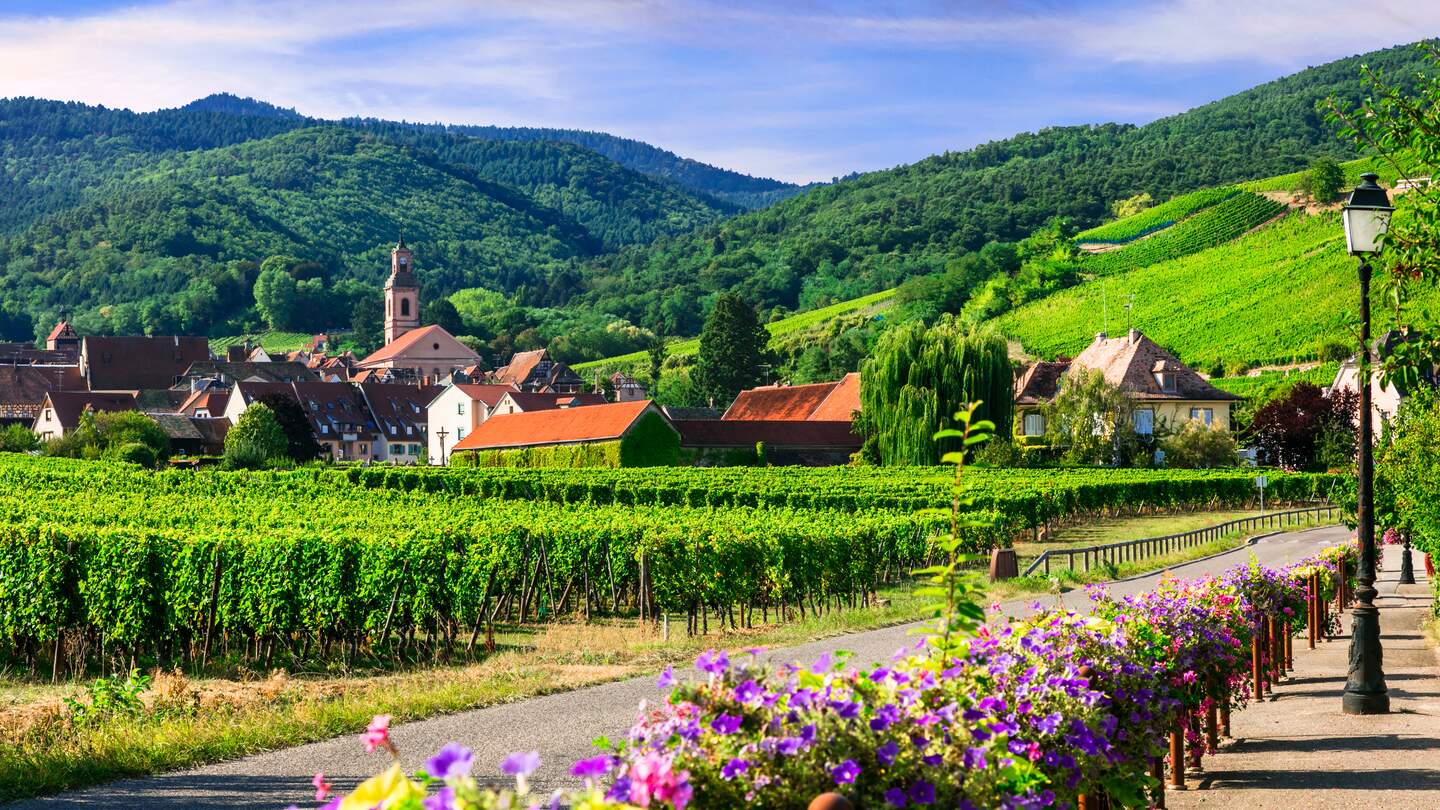 Blick von einer mit Blumen umrahmten Strasse auf  ein Dorf im Elsass mit Weinbergen | © Gettyimages.com/Freeartist