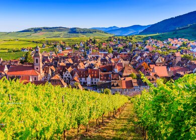 Riquewihr, Frankreich. Landschaft mit Weinbergen in der Nähe des historischen Dorfes. Die elsässische Weinstraße. | © Gettyimages.com/scstock