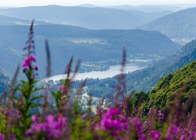 Blick auf die Landschaft des Lac de Retournemer in den Vogesen  | © Unsplash/Emilien Muller