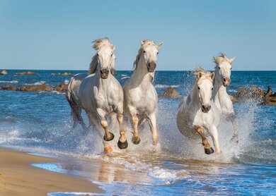 Herde von weissen Pferden rennt im Meer | © Gettyimages.com/uso