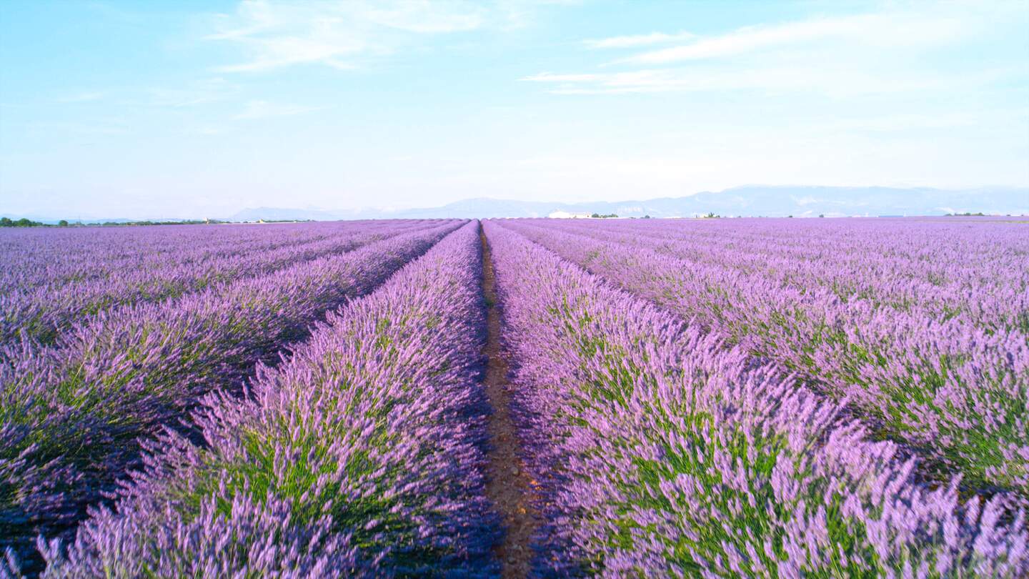 Endlose Linien von bluehenden Lavendel im sonnigen Frankreich  | © Gettyimages.com/helivideo