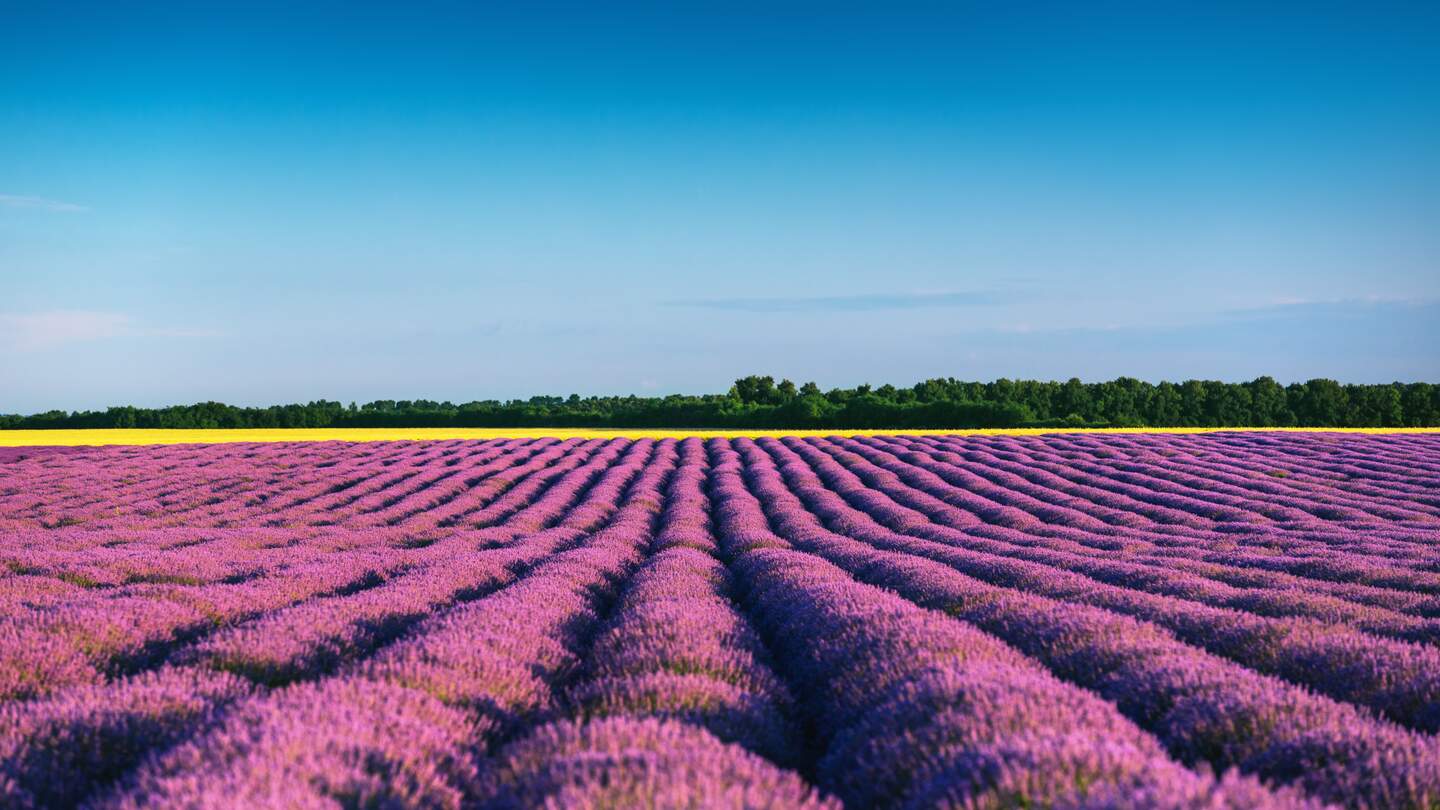 Weitläufiges Lavendelfeld in der Provence bei blauem Himmel | © Gettyimages.com/valio84sl