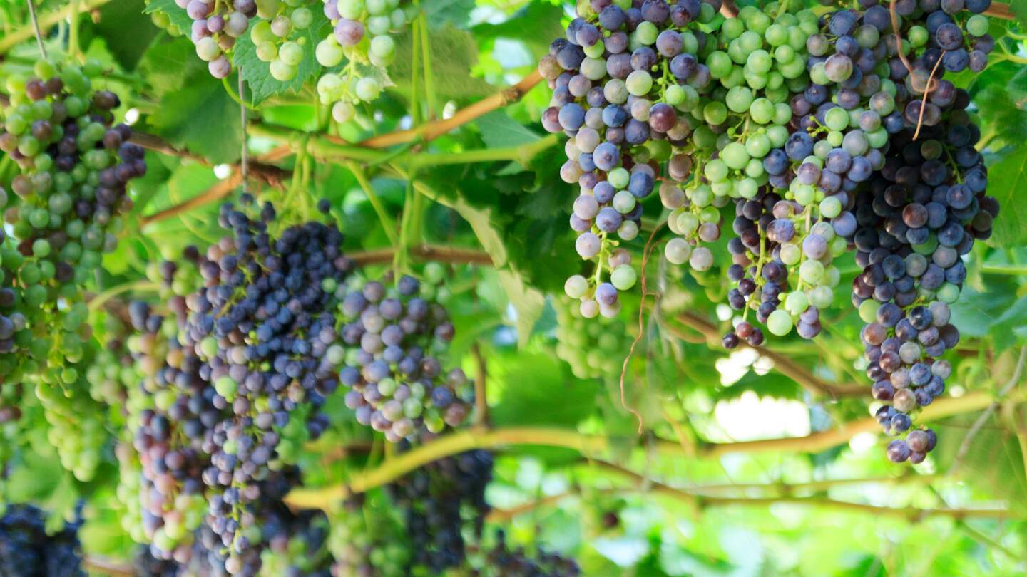 Trauben an einer Weinrebe in Meran, Suedtirol | © Gettyimages.com/johannes86