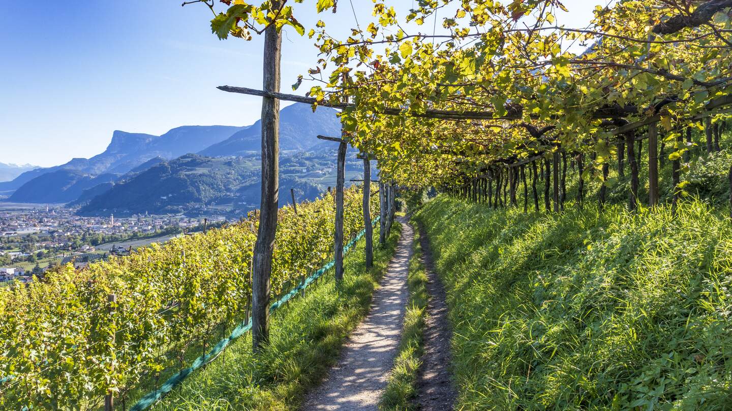 Weinberge in den Bergen von Meran bei Sonnenschein mit Ausblick auf die Stadt | © Gettyimages.com/Jef Wodniack