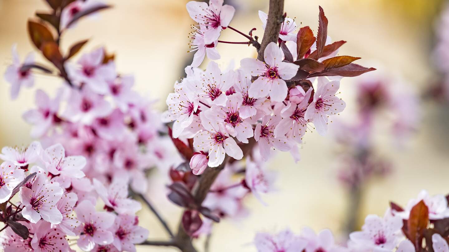 Schoene rosa Blueten von lila Blattpflaume Prunus cerasus Cerasifera Pissardii Baum im Fruehling. Pflaumenbaumbluete. | © Gettyimages.com/katerynamashkevych