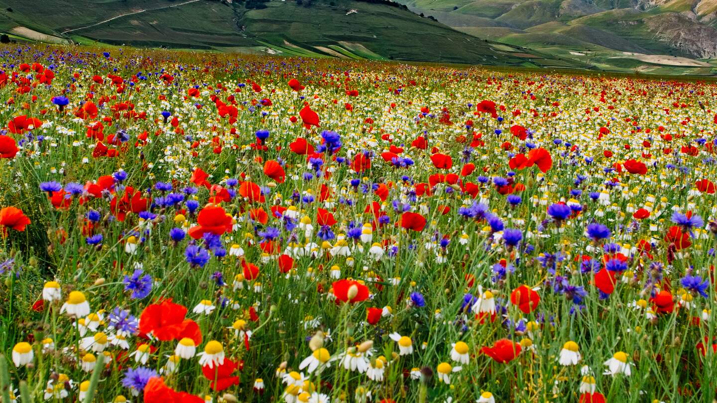 Bluehende Tallandschaft mit Castelluccio im Hintergrund | © Gettyimages.com/Francesco Ricca Iacomino