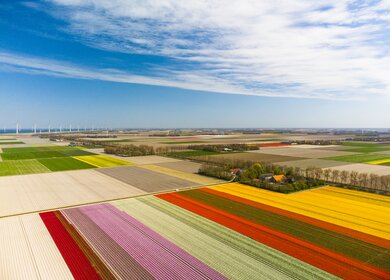 Tulpen, die im Fruehling in Flevoland, Niederlande, auf landwirtschaftlichen Feldern mit Reihen von Windkraftanlagen im Hintergrund wachsen, von oben gesehen. Blumen sind eines der wichtigsten Exportprodukte in den Niederlanden und vor allem Tulpen und Tulpenzwiebeln | © Gettyimages.com/sjo