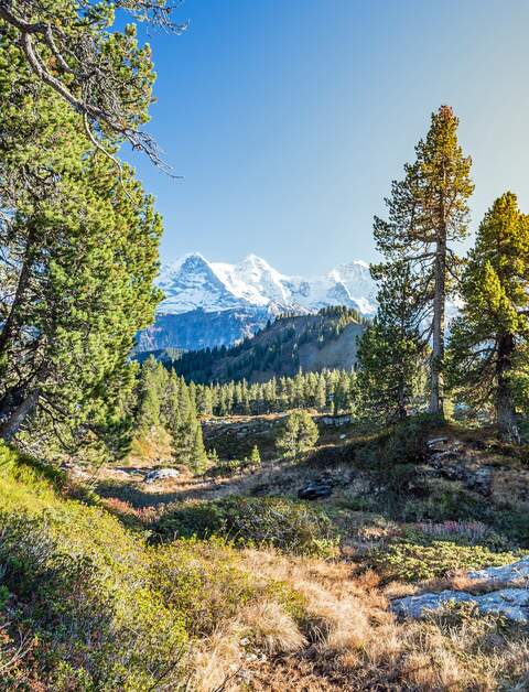 Block auf Eiger, Moench und Jungfrau, im Vordergrund ein Wald, es ist sonnig. | © Gettyimages.com/Markus Thoenen