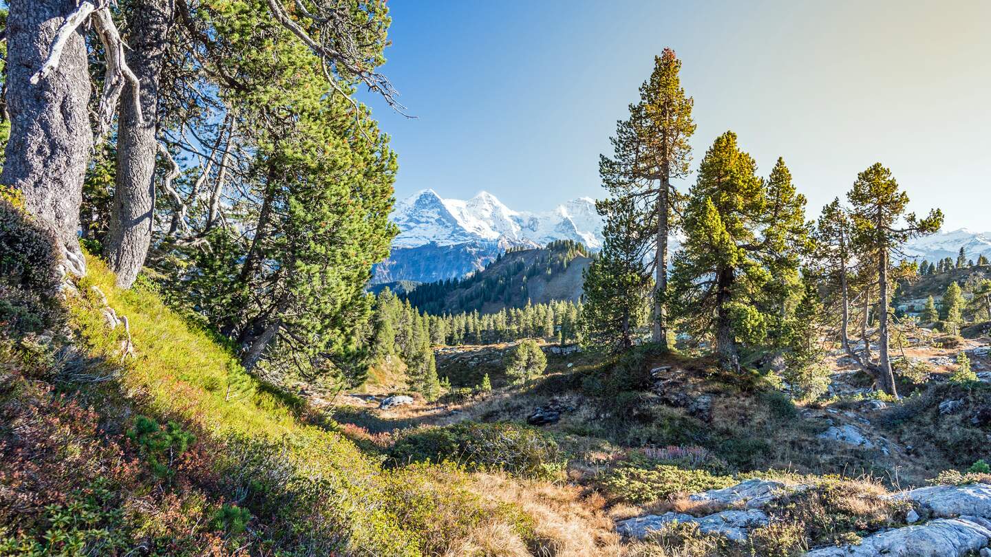 Block auf Eiger, Moench und Jungfrau, im Vordergrund ein Wald, es ist sonnig. | © Gettyimages.com/Markus Thoenen
