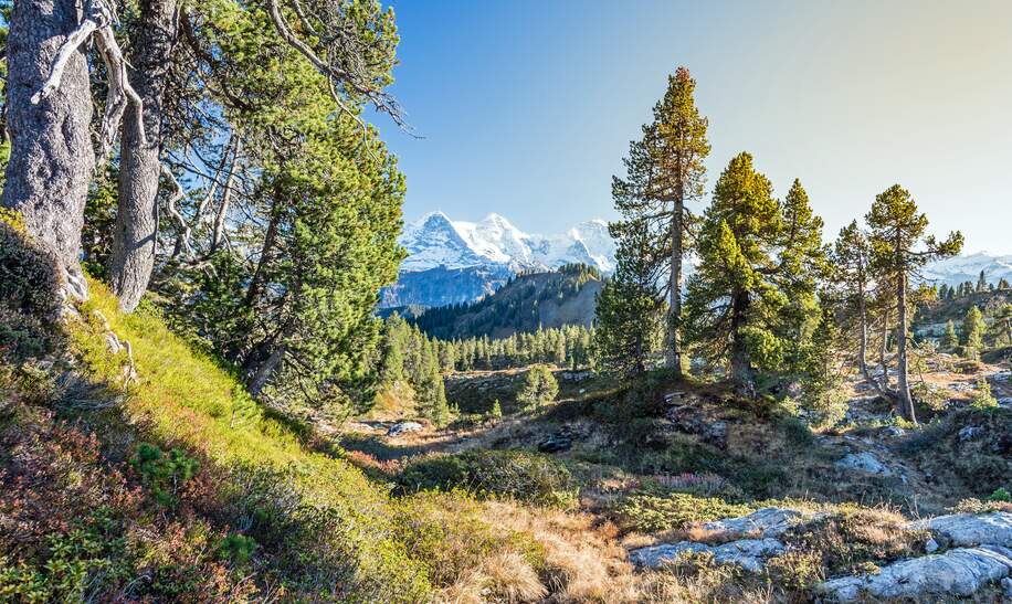 Block auf Eiger, Moench und Jungfrau, im Vordergrund ein Wald, es ist sonnig. | © Gettyimages.com/Markus Thoenen