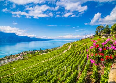 Wunderschoene Landschaft mit Weinbergterrassen in der beruehmten Weinregion Lavaux, UNESCO-Weltkulturerbe seit 2007, mit Blick auf das Nordufer des Genfersees | © Gettyimages.com/bluejayphoto