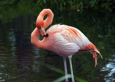Flamingo | © gettyimages.com/PavelS