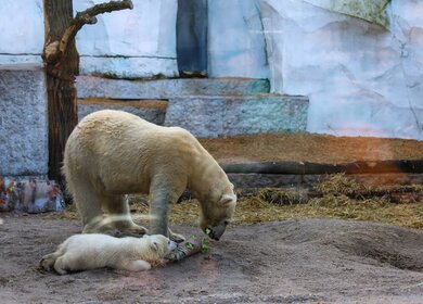 Ein Großer und ein kleiner Eisbär spielen im Karlsruher Zoo | © KTG Karlsruhe Tourismus GmbH