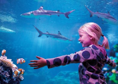 Mädchen steht vor der Scheibe eines Aquariums in Oberhausen | © Merlin Entertainments