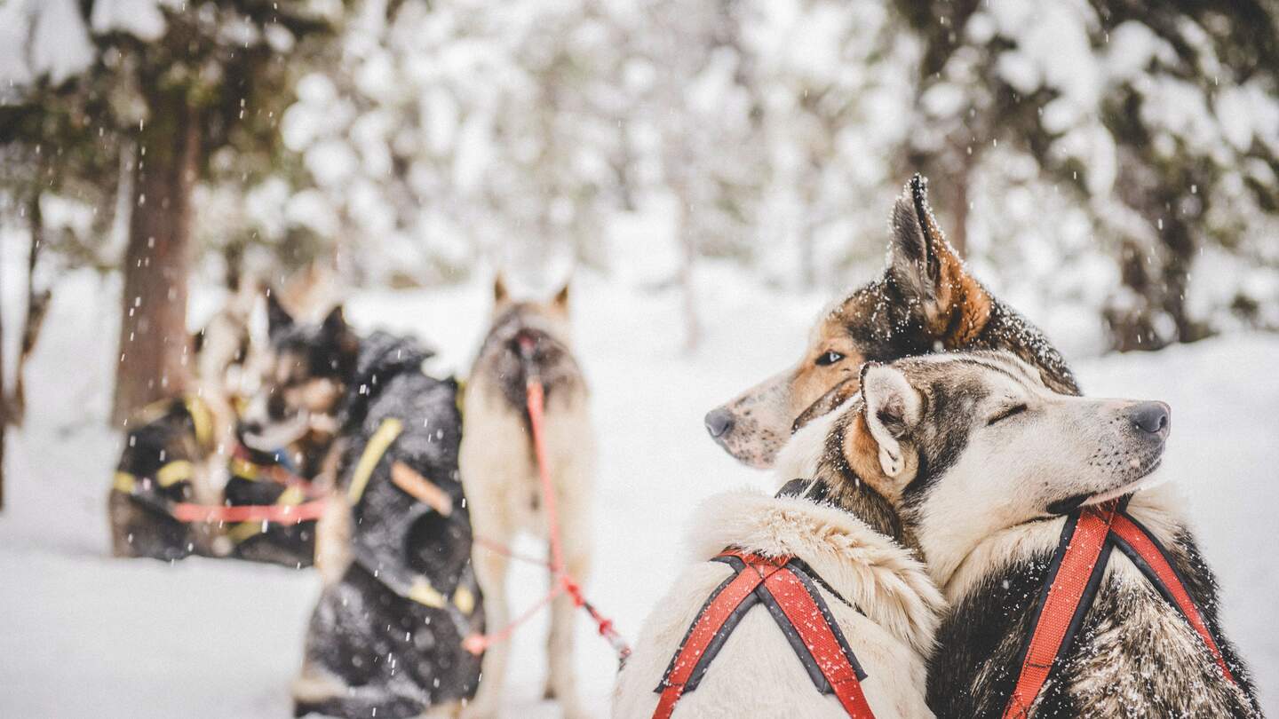 Huskies im Schnee in Schweden | © imagebank.sweden.se/Asaf Kliger