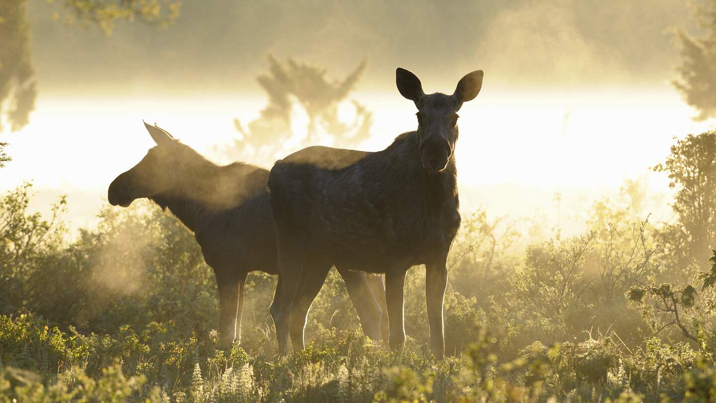 Zwei Elchkühe im Wald in Schweden | © imagebank.sweden.se/Eddie Granlund
