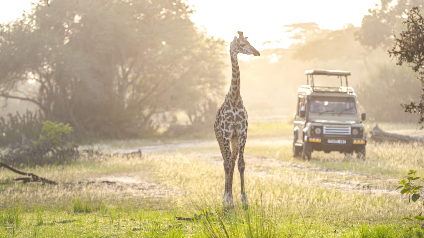 Safarilandschaft mit Giraffe in Savanne und Safari Jeep im Krüger Nationalpark   während einer Reise im African Explorer.  | © Gettyimages.com/Denys Rzhanov