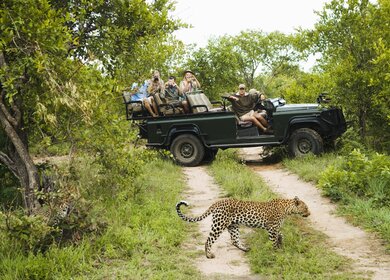 Leopard auf Straße mit Touristen im Hintergrund im Krüger Nationalpark  während einer Reise im African Explorer | © Gettyimages.com/IPGGutenbergUKLtd