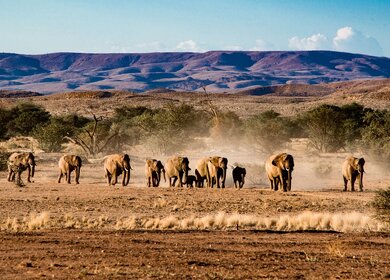 Elefanten im Etosha Nationalpark | © pixabay