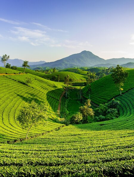 Reisterrassen in Vietnam | © pixabay