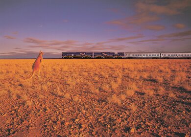 Ein Känguru steht im weiten, offenen Feld des australischen Outbacks, während im Hintergrund ein langer Passagierzug vorbeifährt | © Copyright 2004 Adobe Systems, inc