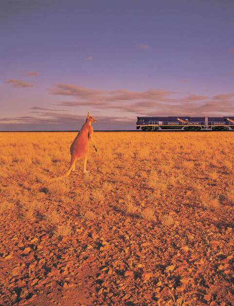 Ein Känguru steht im weiten, offenen Feld des australischen Outbacks, während im Hintergrund ein langer Passagierzug vorbeifährt | © Copyright 2004 Adobe Systems, inc