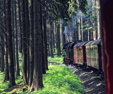 Schmalspurbahn im Wald zwischen Tannenbaeumen auf dem Brocken im Harz  | © Gettyimages.com/hsvrs