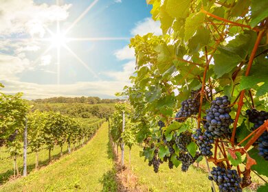 Sonnen ueber Weinbergen mit Rotweintrauben im Spaetsommer  | © Gettyimages.com/ah_fotobox